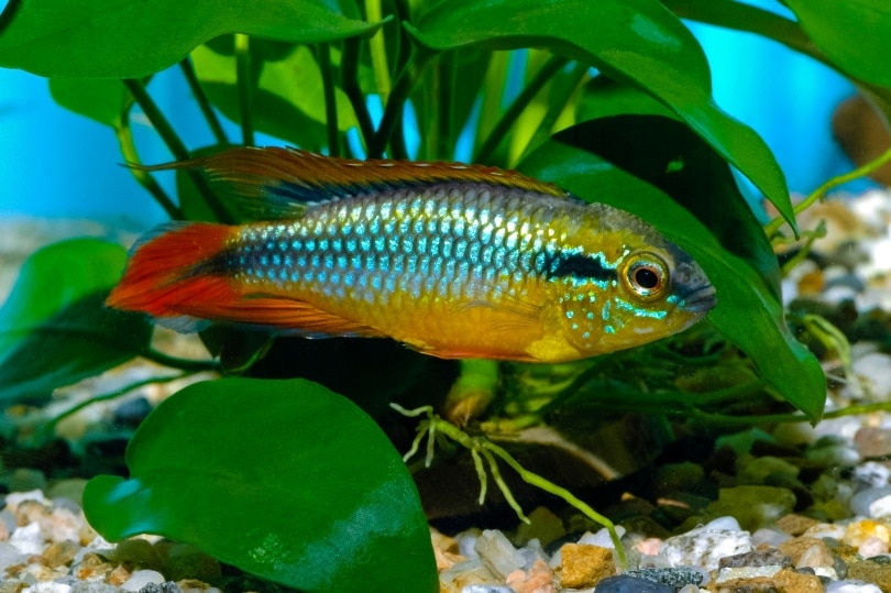 Agassizi's dwarf cichlid