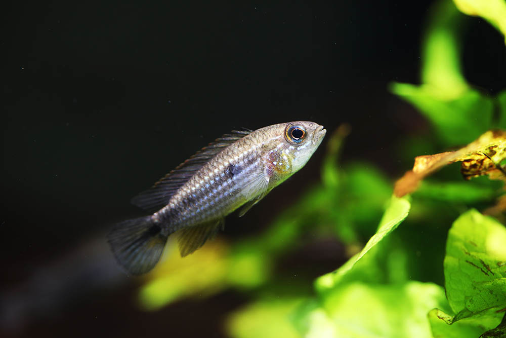 Agassiz's dwarf cichlid in the tank