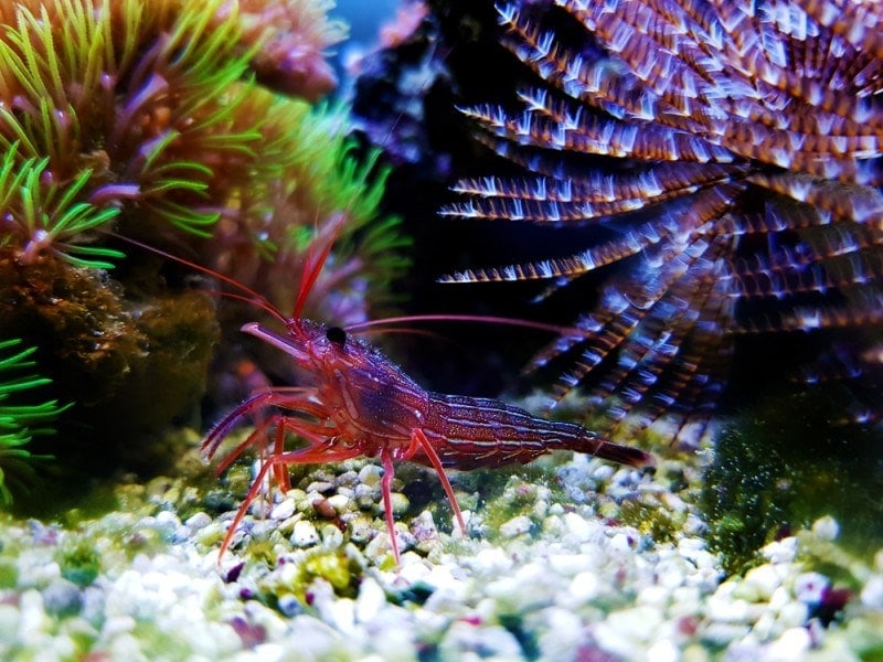 Aiptasia eater Peppermint shrimp on gravel