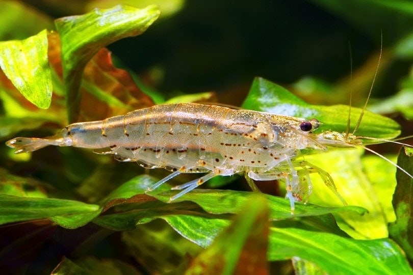 Cherry shrimp hotsell algae
