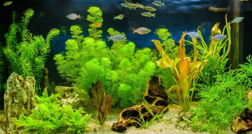 Aquarium Plants