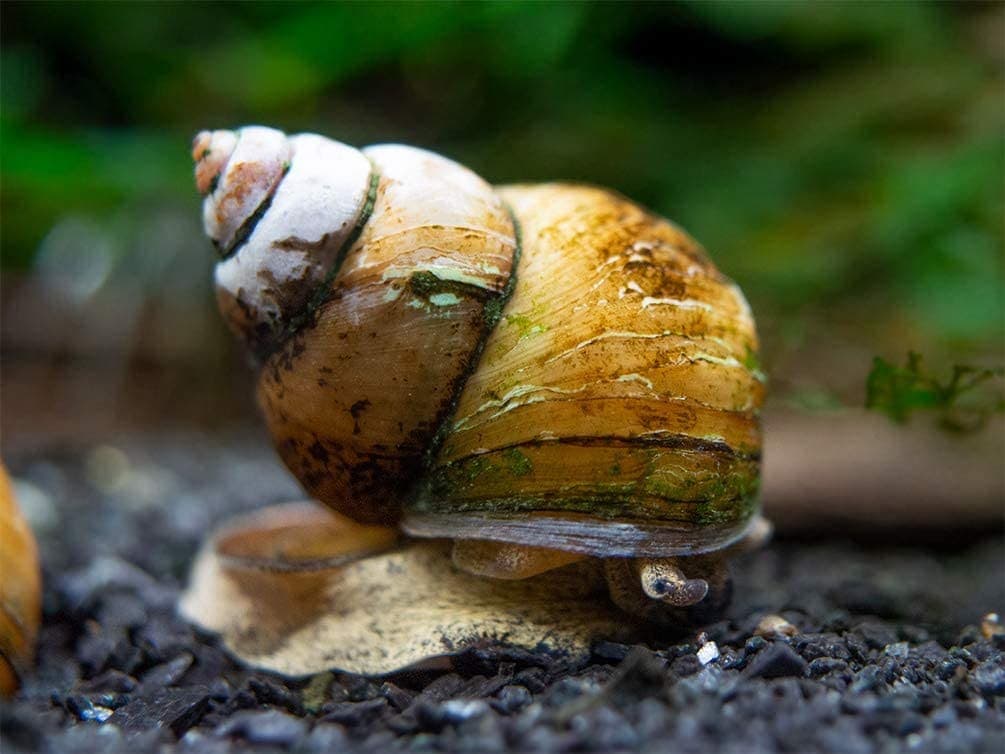 Aquatic Arts 10 Juvenile Japanese Trapdoor Snails