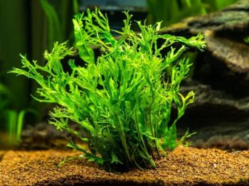 Aquatic fern microsorum pteropus windelov