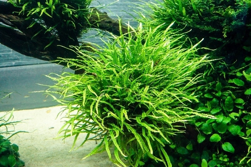jave fern