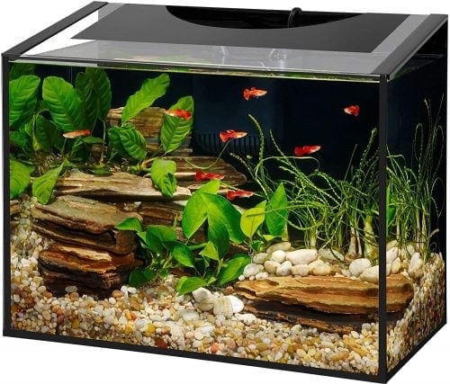 10 Gallon vs 20 Gallon Fish Tank: The Main Differences (With