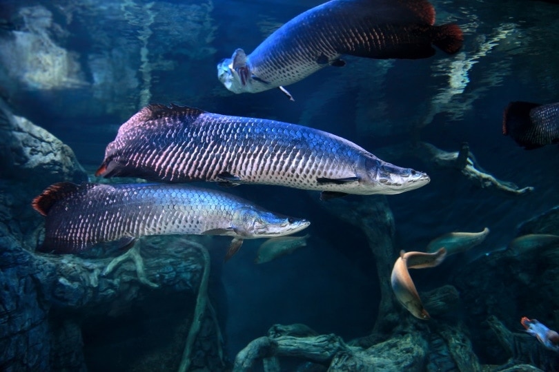 Arapaima in fresh water aquarium