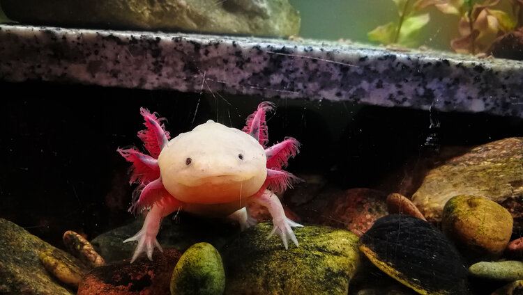 This is Bali. He was very angry at me because I wouldn't feed him any Axolotl  food. I fed him 3 minutes ago. : r/axolotls