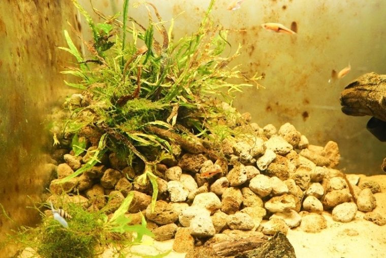 Why Are My Aquarium Plants Turning Brown? 6 Reasons & Solutions Hepper