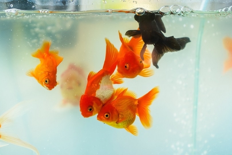 24 Types of Goldfish Breeds: Identification Guide (With Pictures)