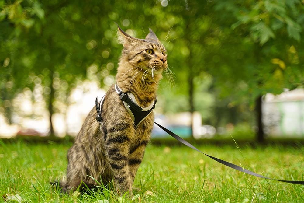 Beautiful grey maine coon cat in leash and harness walking in the city park