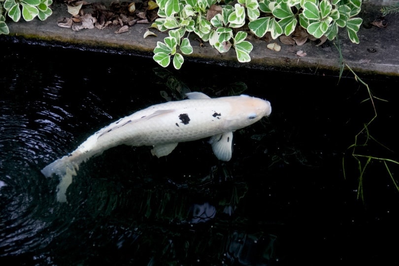 cá koi bekko