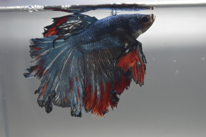 Betta with fish fin rot