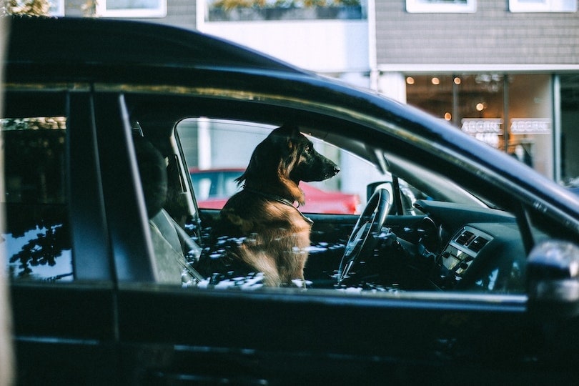 Big brown dog inside a car