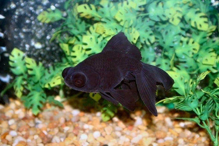 Black Moor