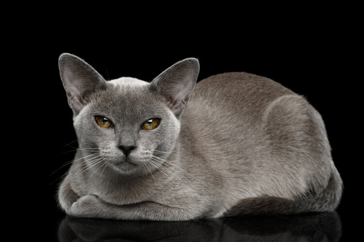 Blue burmese cat on black background