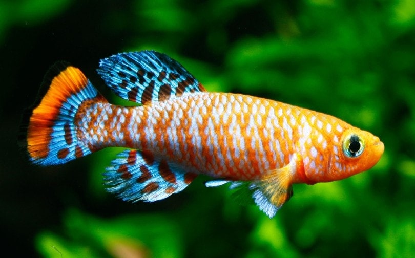 cá ngừ vây xanh