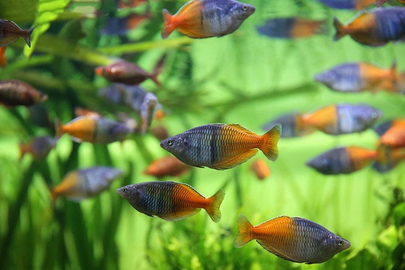 Boesemani Rainbowfish