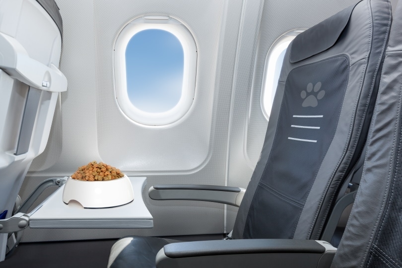 Bowl of dog food inside the plane