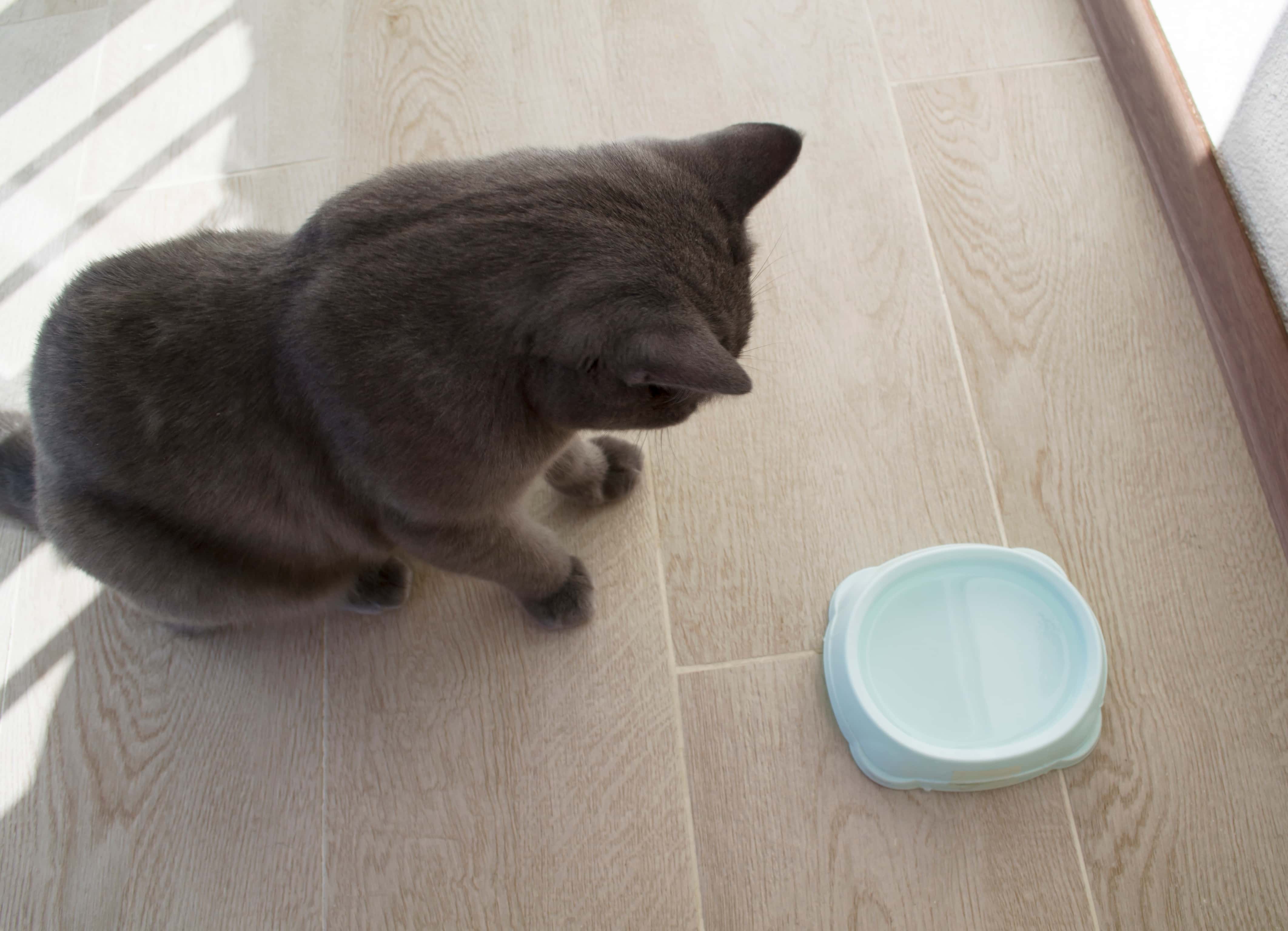 British cat and bowl. The cat sits next to a blue bowl of water on the floor