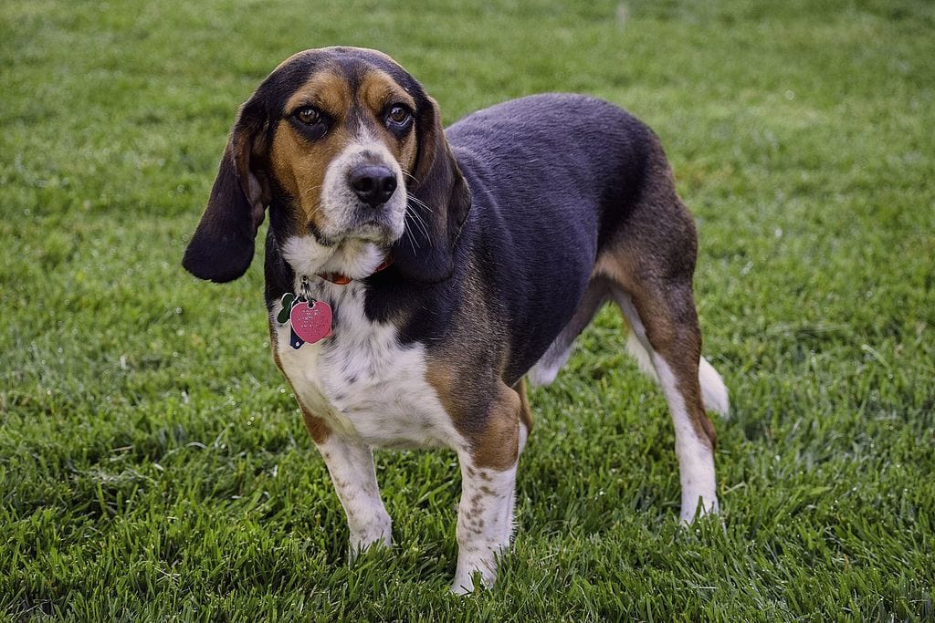 Bronco_the_blue tick Beagle