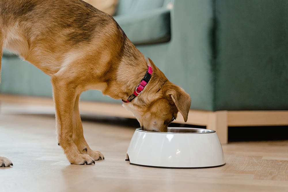 A Brown Dog Eating Food