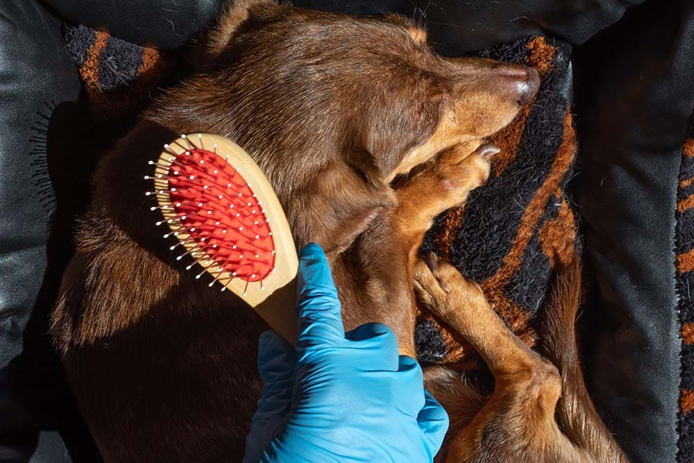 Brushing a brown dachshund wearing a blue nitrile gloves. Coronavirus crisis