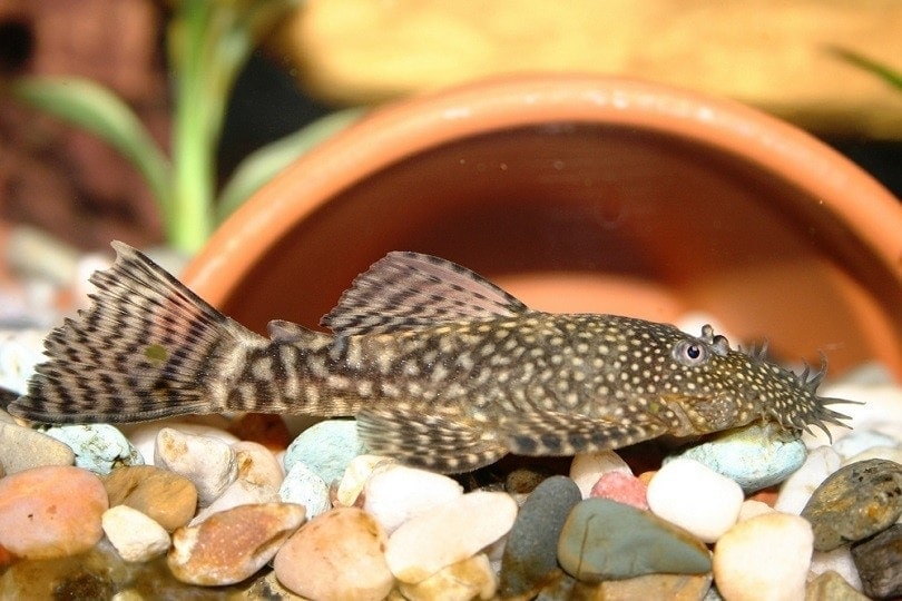 Sucker, Freshwater, Bottom-Feeder, Omnivore