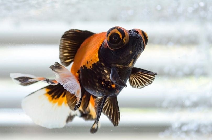 Butterfly Goldfish