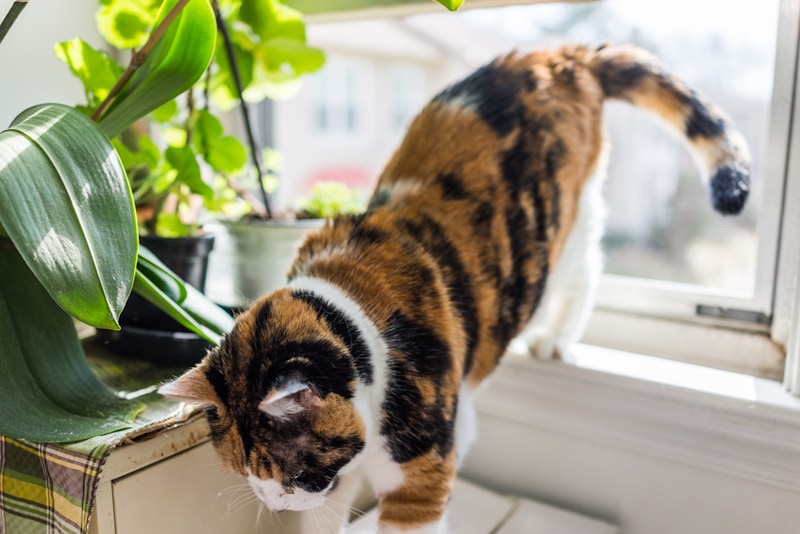 Calico cat standing on window sill