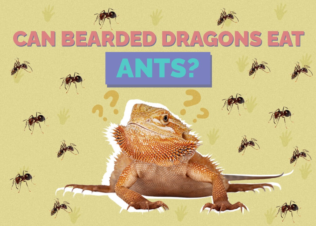 Can Bearded Dragons Eat Ants