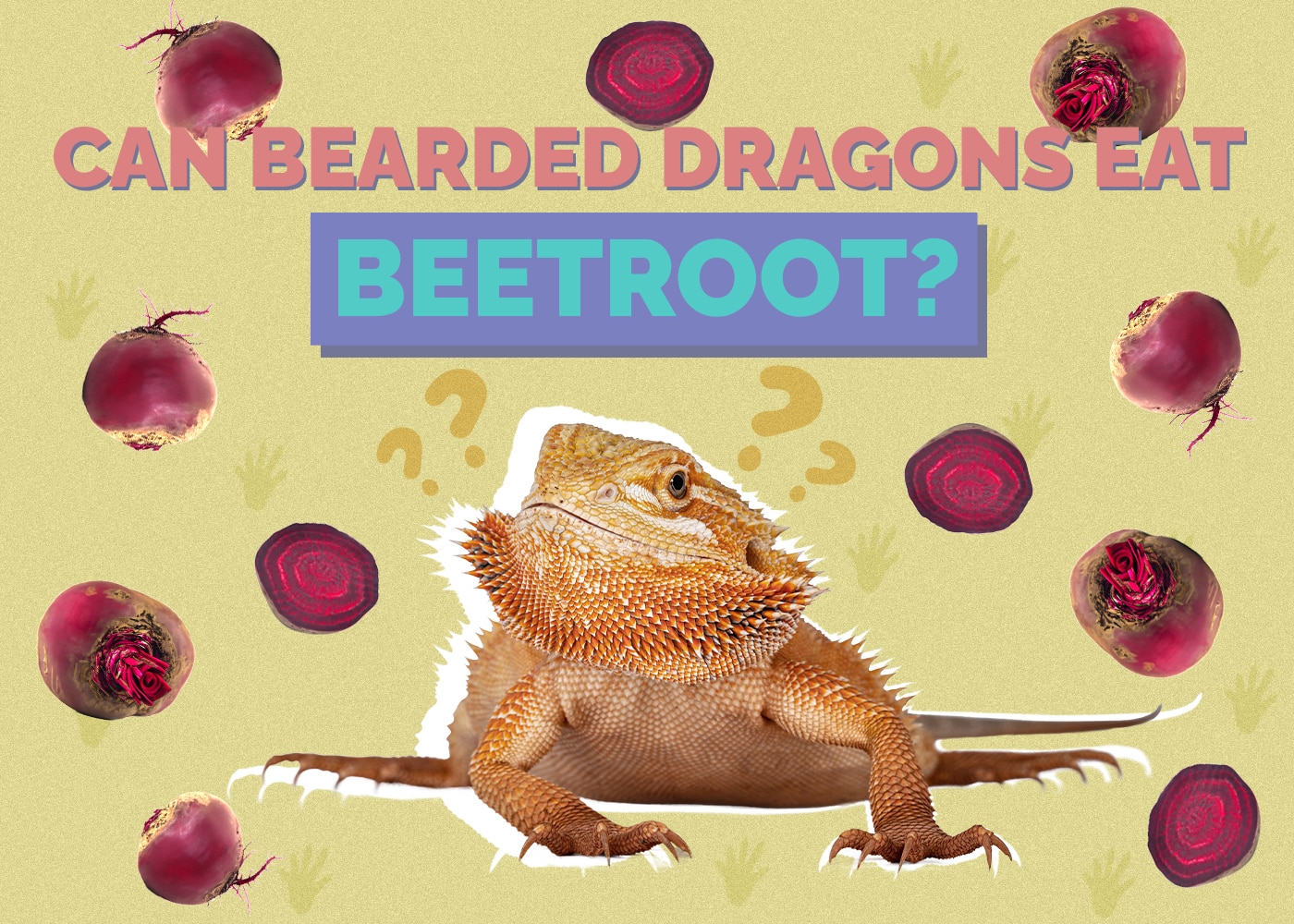 Can Bearded Dragons Eat Beetroot