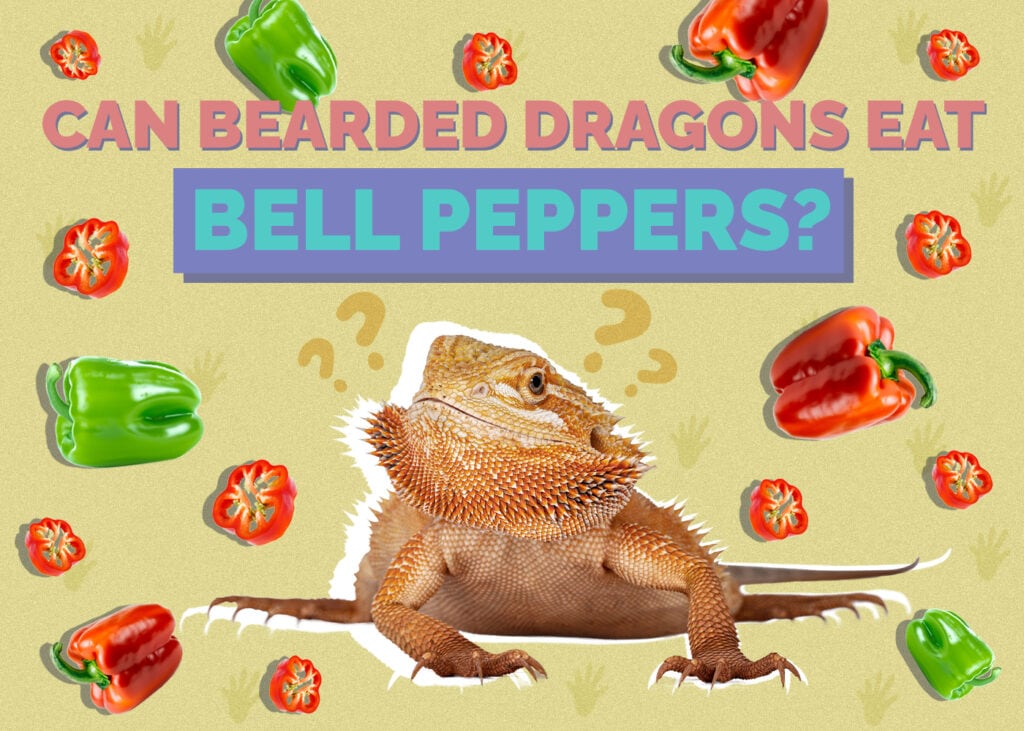 Can Bearded Dragons Eat Bell Peppers