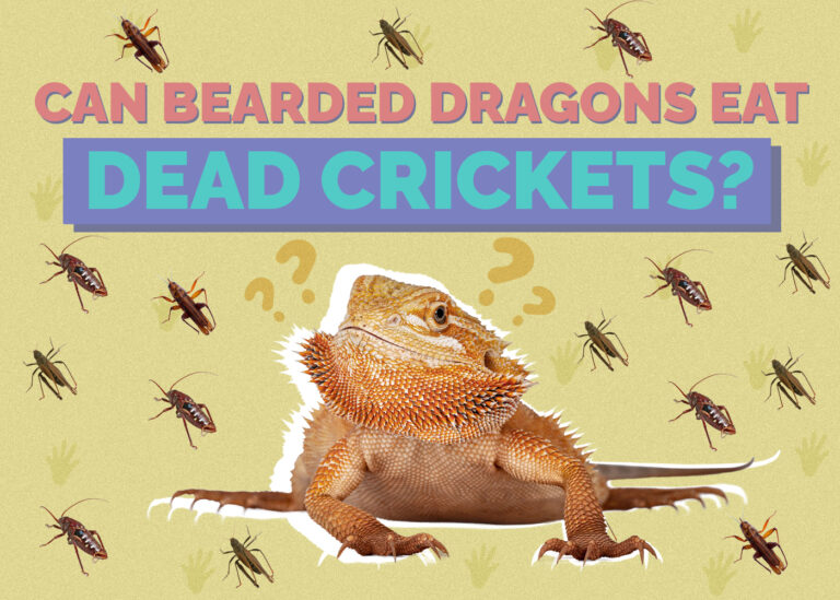 Can Bearded Dragons Eat Dead Crickets? Vet Approved Facts & FAQ | Hepper