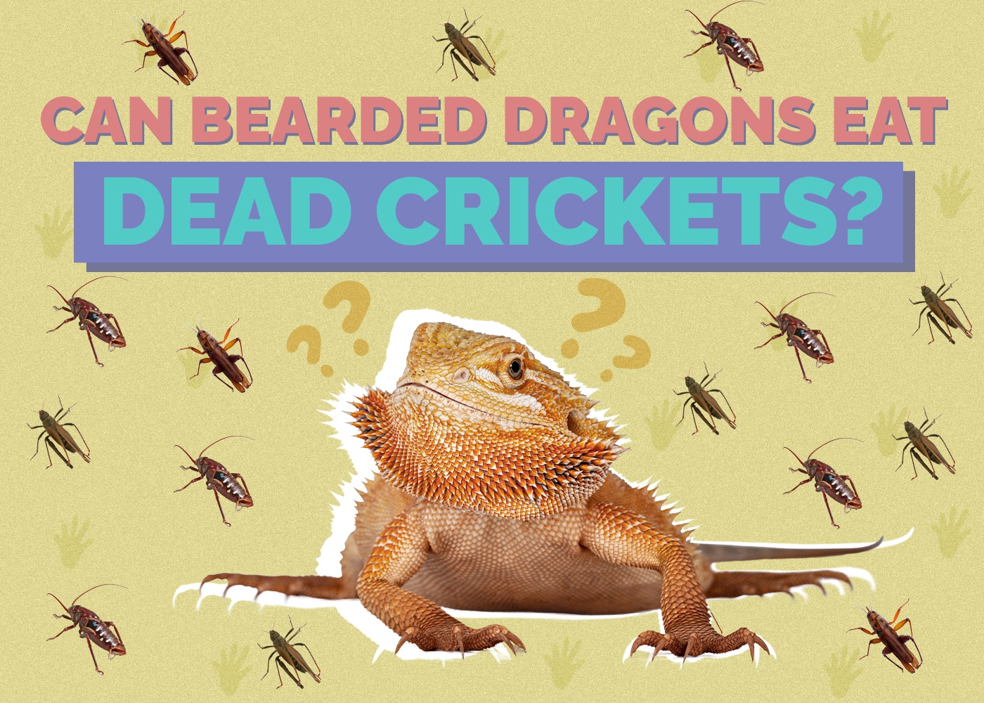 Can Bearded Dragons Eat Dead Crickets