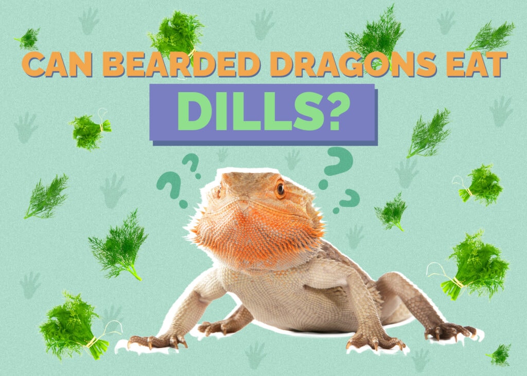 Can Bearded Dragons Eat Dill? VetApproved Nutritional Facts & FAQ Hepper