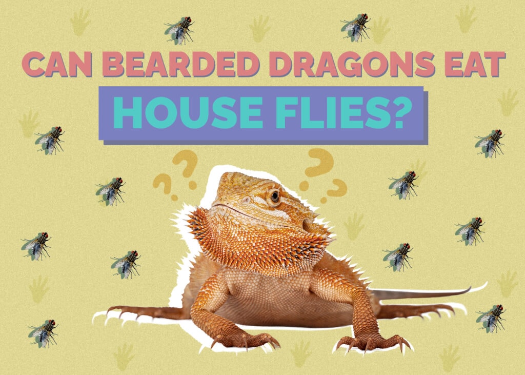 Can Bearded Dragons Eat House Flies