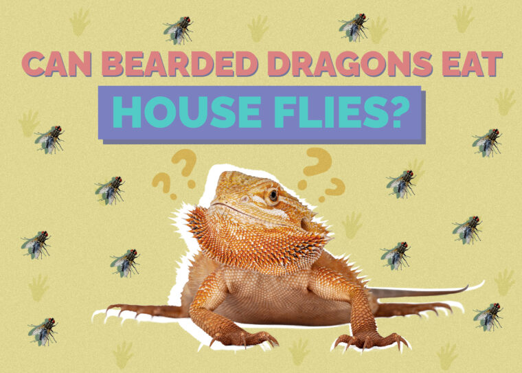 Can Bearded Dragons Eat House Flies Vet Reviewed Safety Facts Hepper