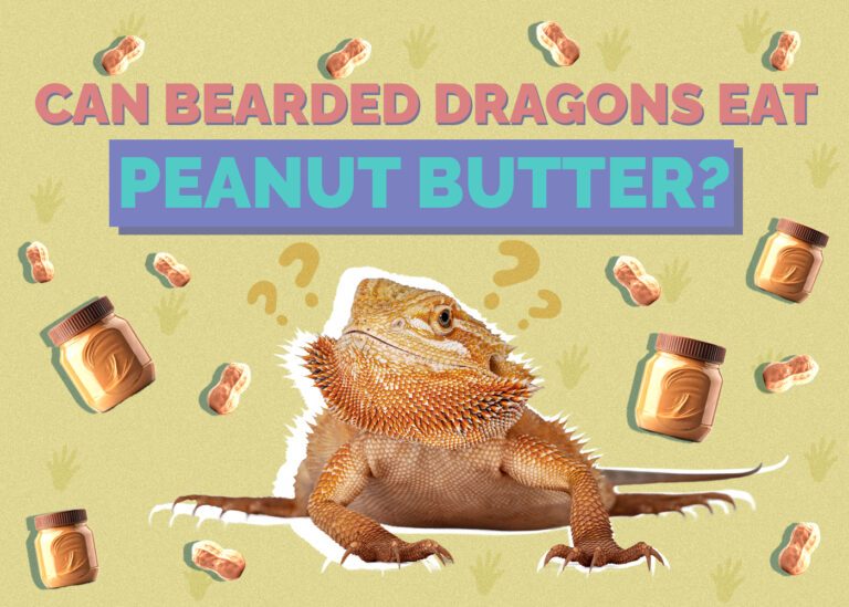 Can Bearded Dragons Eat Peanut Butter? Vet Approved Facts & Safety