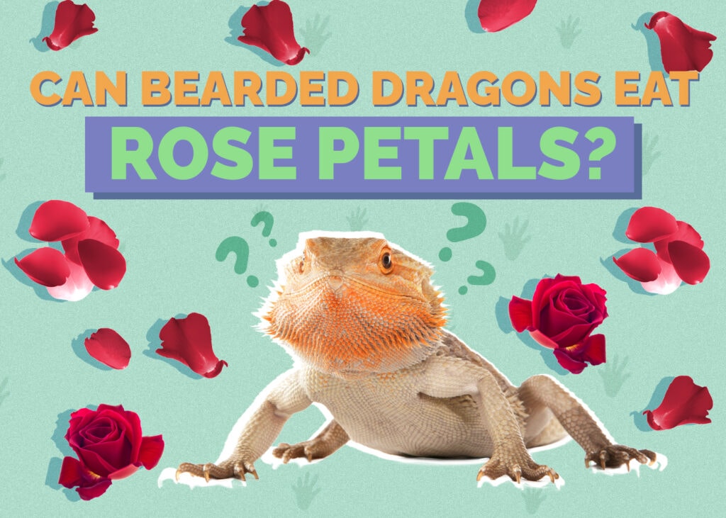 Can Bearded Dragons Eat Rose Petals? VetApproved Facts & FAQ Hepper