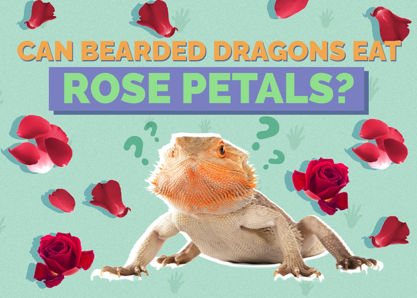 Can Bearded Dragons Eat Rose Petals