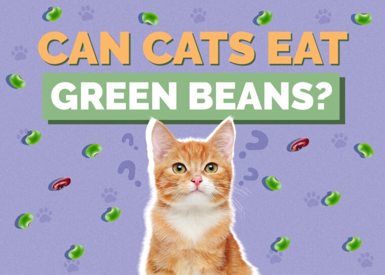 Can Cats Eat Green Beans? Vet Approved Facts & FAQ Hepper