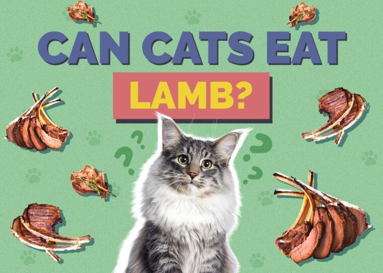 Can Cats Eat Lamb Vet Reviewed Facts FAQ Hepper can-cats-eat-lamb-risks-and-precautions