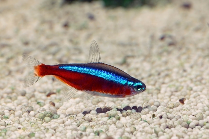 Cardinal tetra