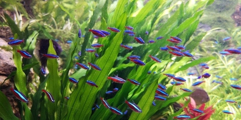 Cá tetras hồng y bơi cùng cây thủy sinh thanh kiếm Amazon Echinodorus bleheri_Cheng Wei_shutterstock