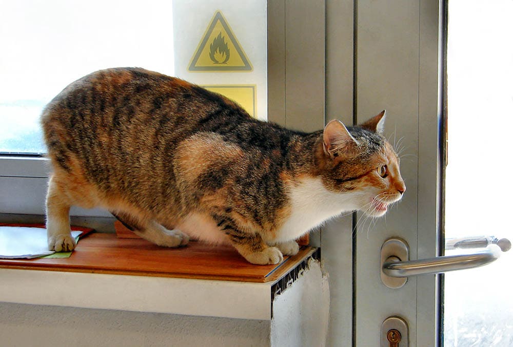Cat in Heat. Three-colored Tabby Cat On Call Sitting on The Windowsill