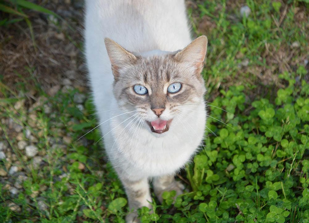Why Is My Cat Meowing a Lot Suddenly? - Catster