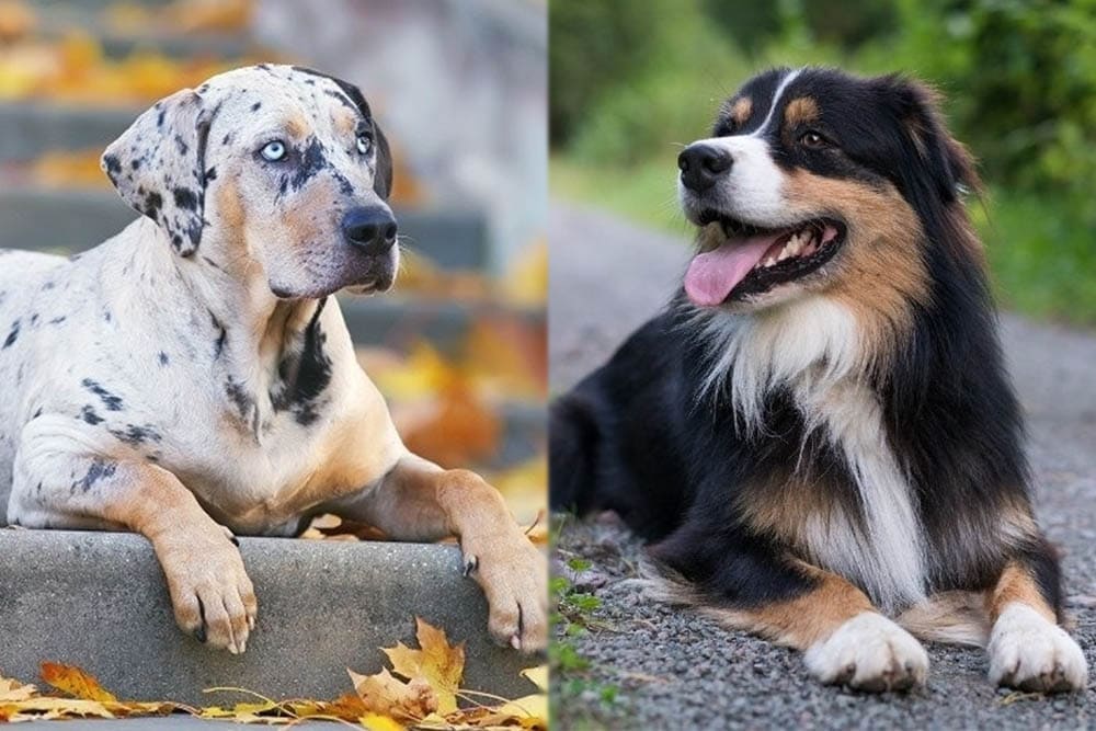 Catahoula Australian Shepherd Mix