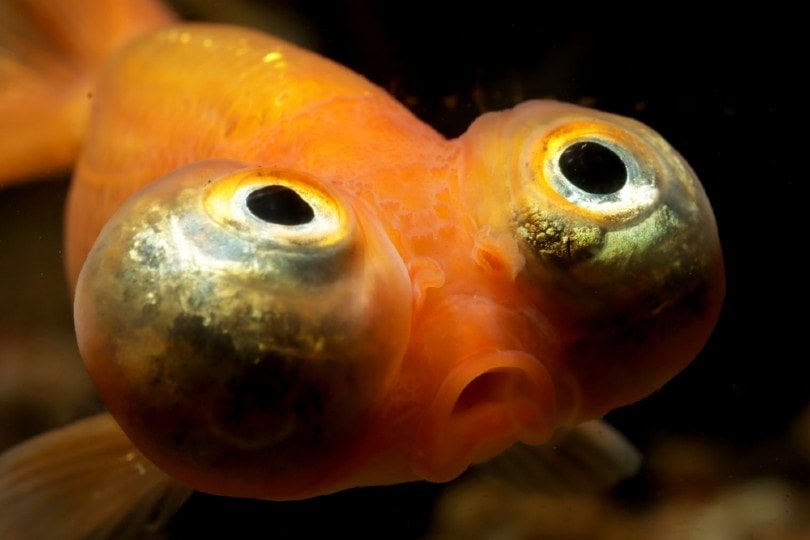 Celestial Eye Goldfish