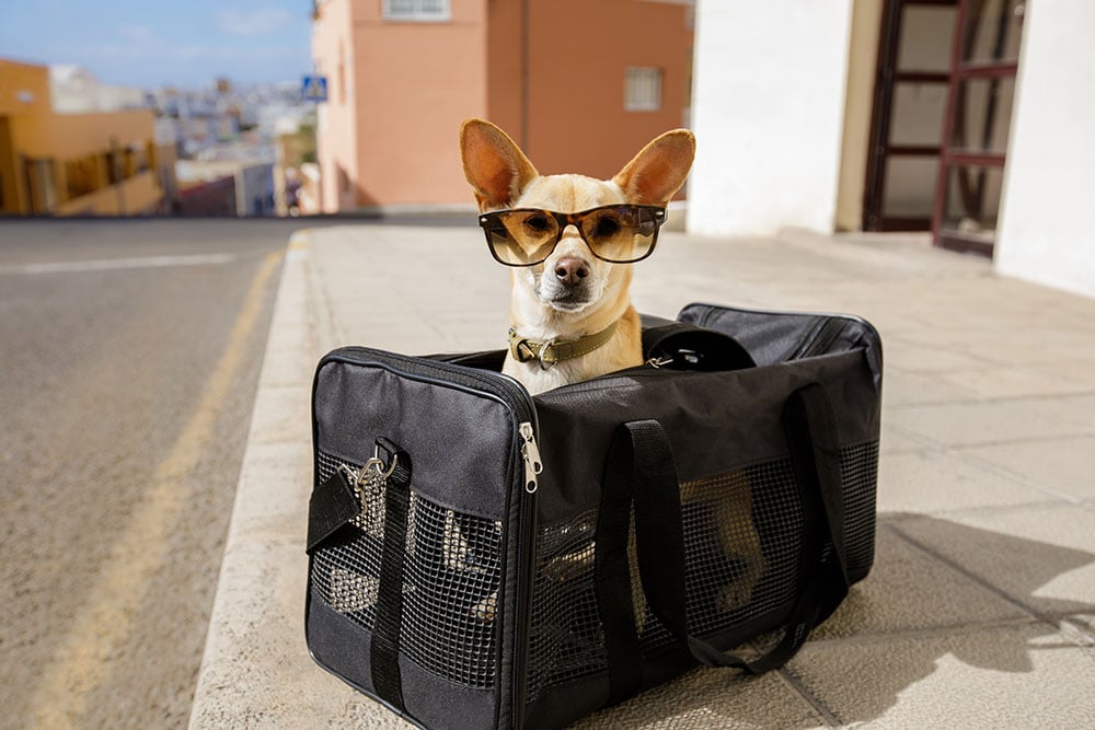 Chihuahua dog in transport bag or box ready to travel