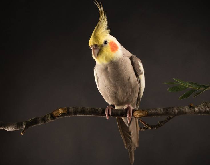 Cinnamon cockatiel in black background